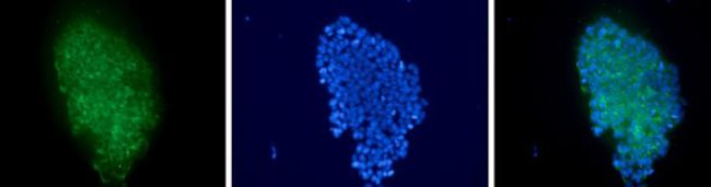 TRA-1-81 Antibody in Immunocytochemistry (ICC/IF)