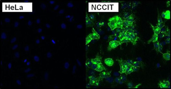 TRA-1-81 Antibody in Immunocytochemistry (ICC/IF)