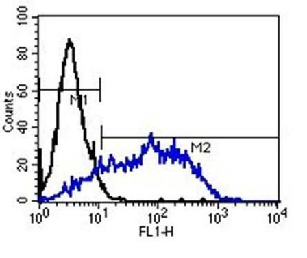 TRA-1-81 Antibody in Flow Cytometry (Flow)