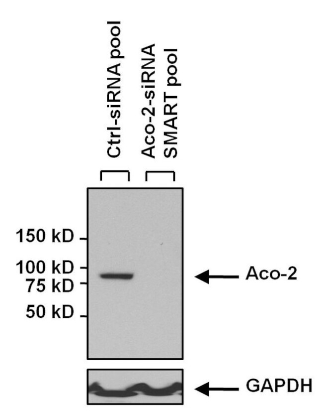 Aconitase 2 Antibody