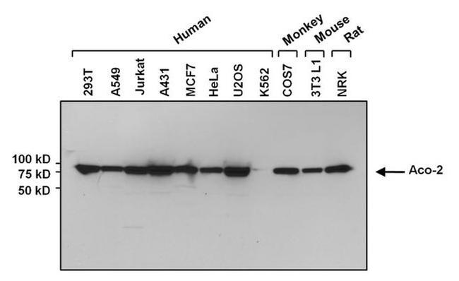 Aconitase 2 Antibody in Western Blot (WB)