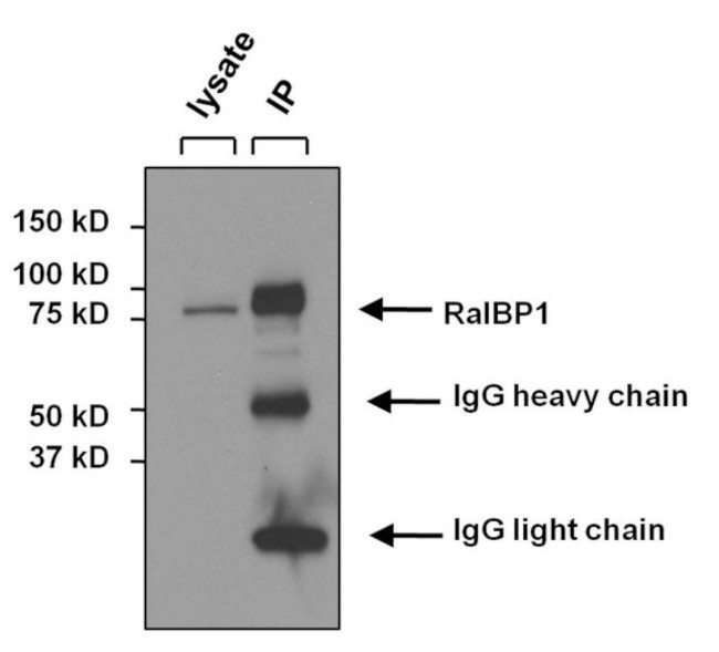 RALBP1 Antibody in Immunoprecipitation (IP)