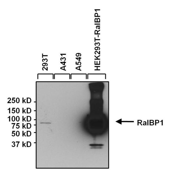 RALBP1 Antibody in Western Blot (WB)