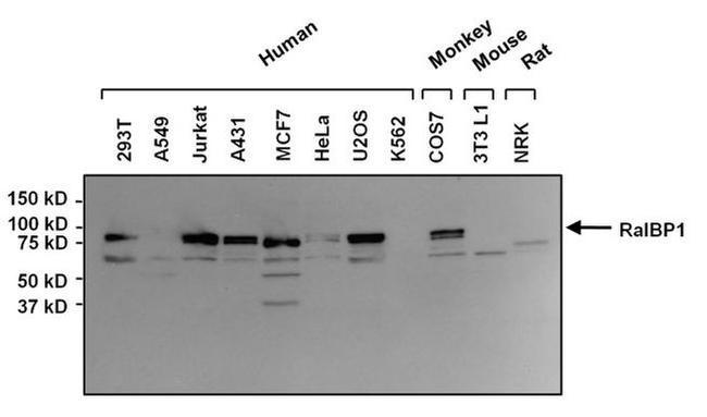 RALBP1 Antibody in Western Blot (WB)