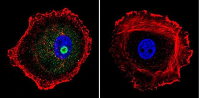 STAT1 Antibody in Immunocytochemistry (ICC/IF)