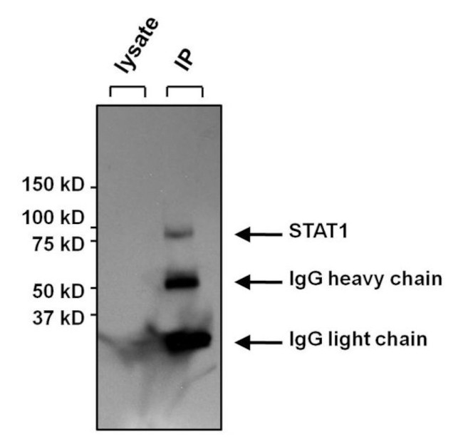 STAT1 Antibody in Immunoprecipitation (IP)