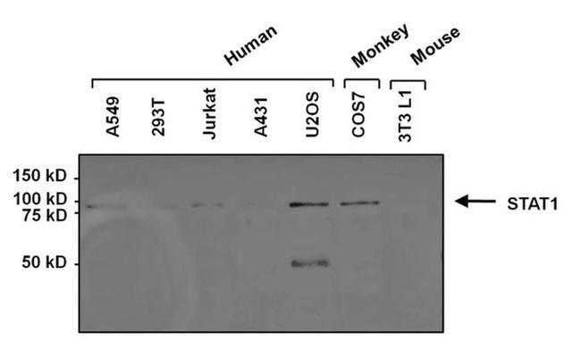 STAT1 Antibody in Western Blot (WB)