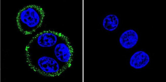 PSD-95 Antibody in Immunocytochemistry (ICC/IF)