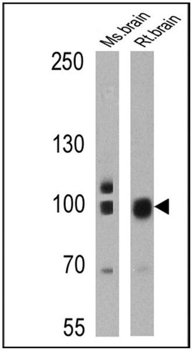 PSD-95 Antibody in Western Blot (WB)