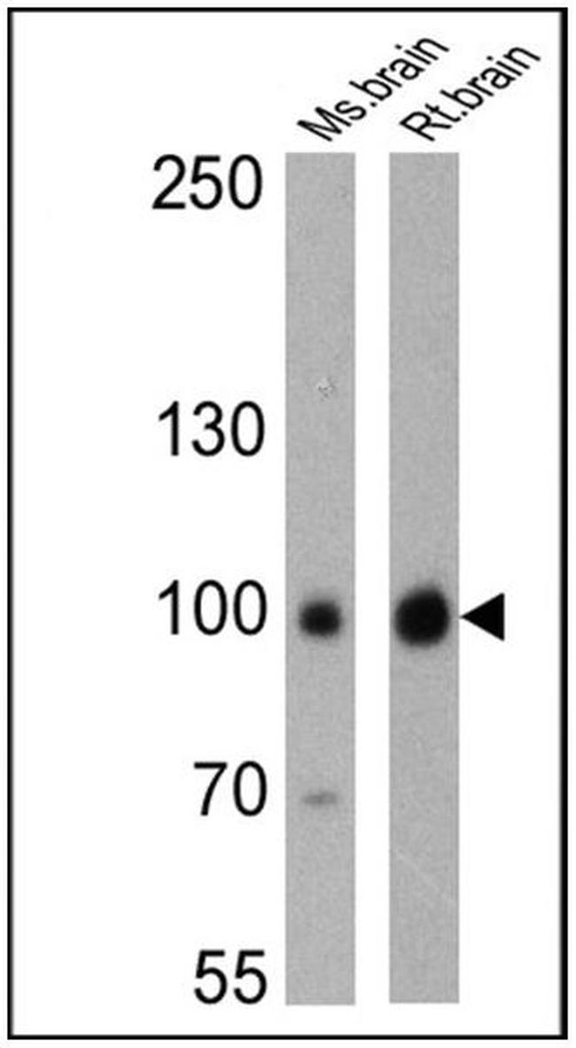 PSD-95 Antibody in Western Blot (WB)