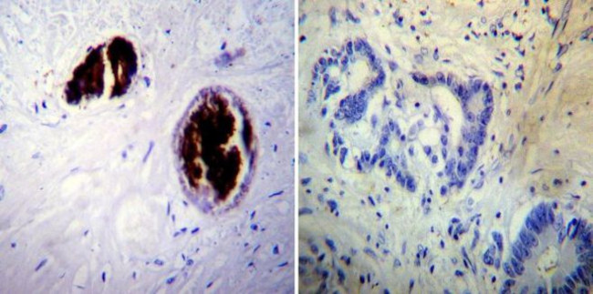 Adiponectin Antibody in Immunohistochemistry (Paraffin) (IHC (P))