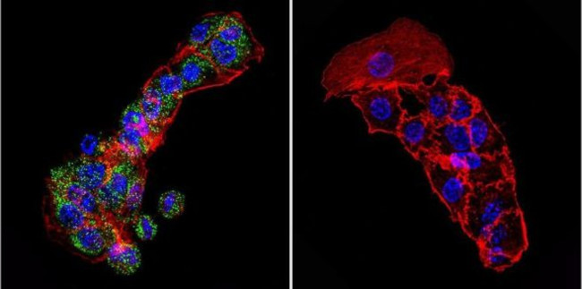 Cytohesin 1 Antibody in Immunocytochemistry (ICC/IF)