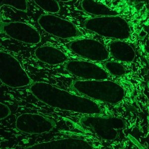 Laminin Antibody in Immunohistochemistry (Frozen) (IHC (F))