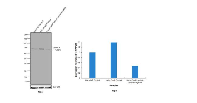 Lamin A Antibody in Western Blot (WB)