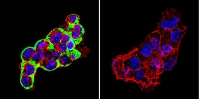 Cytohesin 2 Antibody in Immunocytochemistry (ICC/IF)