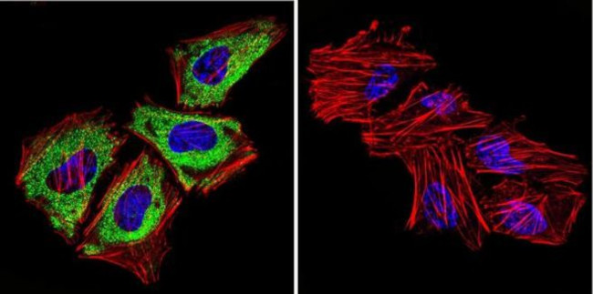 Cytohesin 1/2 Antibody in Immunocytochemistry (ICC/IF)