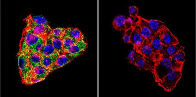 Cytohesin 1/2 Antibody in Immunocytochemistry (ICC/IF)