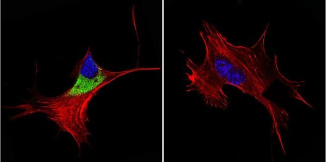 Cytohesin 1/2 Antibody in Immunocytochemistry (ICC/IF)