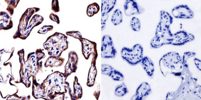 Cytohesin 1/2 Antibody in Immunohistochemistry (Paraffin) (IHC (P))