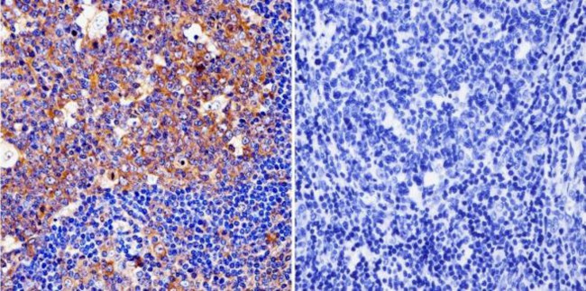 Cytohesin 1/2 Antibody in Immunohistochemistry (Paraffin) (IHC (P))