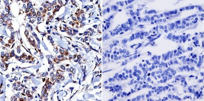 Cytohesin 1/2 Antibody in Immunohistochemistry (Paraffin) (IHC (P))