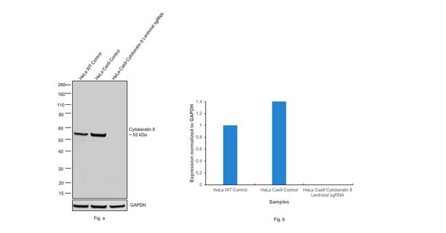 Cytokeratin 8 Antibody in Western Blot (WB)