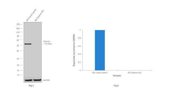 Desmin Antibody in Western Blot (WB)