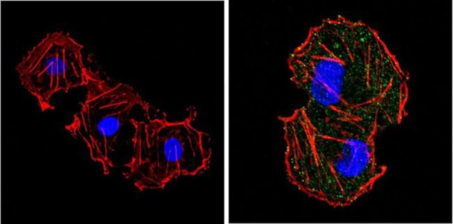 EIF2S1 Antibody in Immunocytochemistry (ICC/IF)