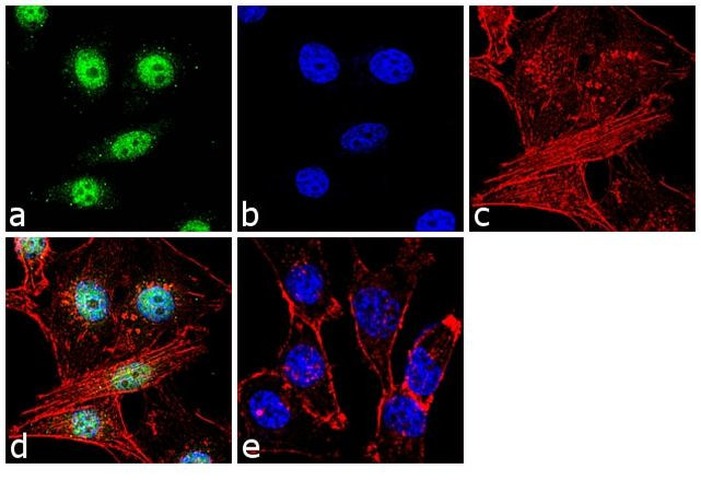 CREB Antibody in Immunocytochemistry (ICC/IF)