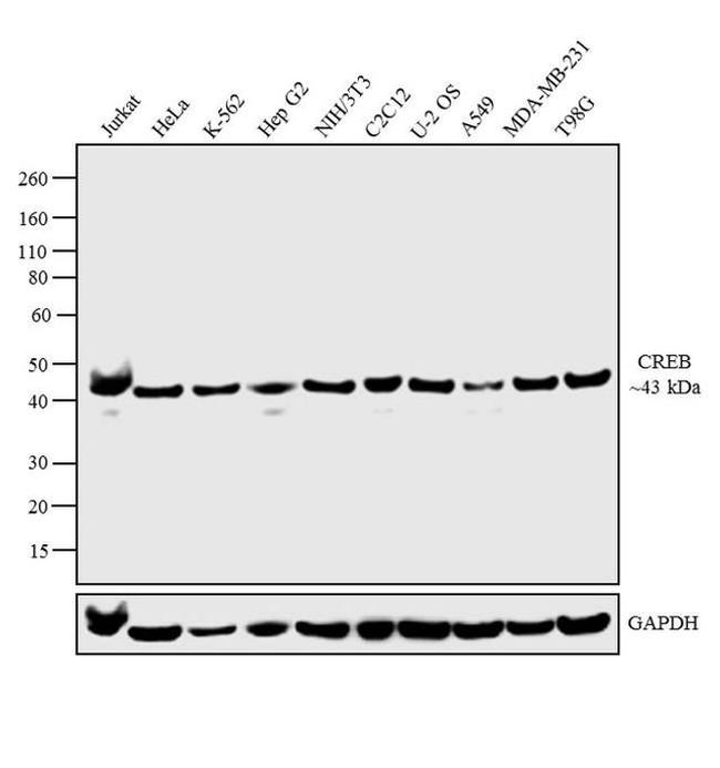 CREB Antibody in Western Blot (WB)