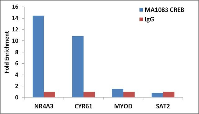 CREB Antibody in ChIP Assay (ChIP)