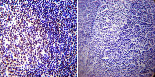 CREB Antibody in Immunohistochemistry (Paraffin) (IHC (P))