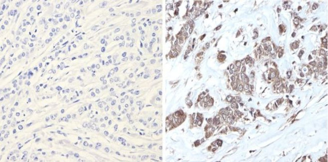 ERK2 Antibody in Immunohistochemistry (Paraffin) (IHC (P))