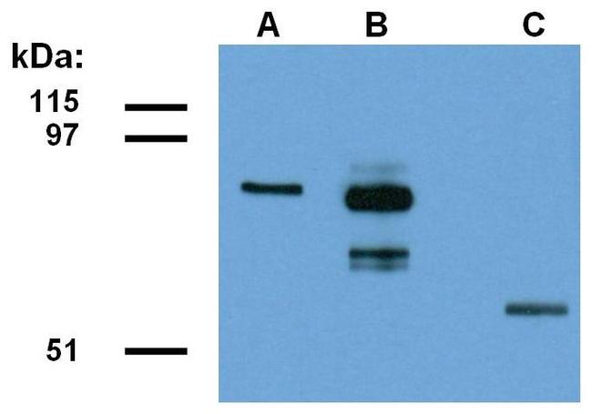 ABRA1 Antibody in Western Blot (WB)