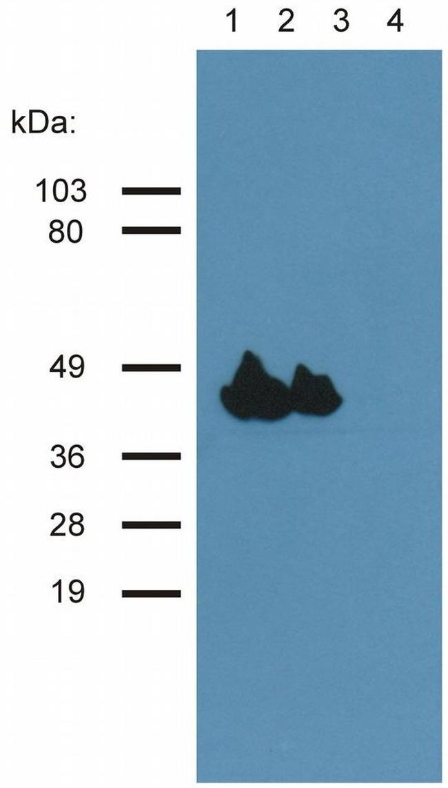 Actin Muscle Antibody in Western Blot (WB)