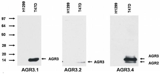 AGR3 Antibody in Western Blot (WB)