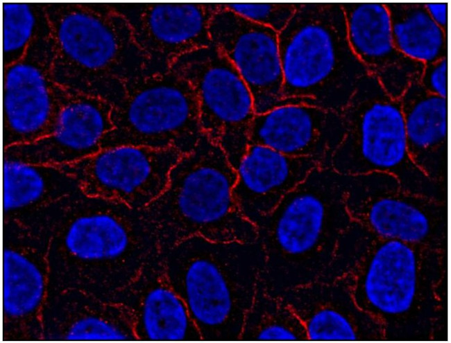 AHNAK Antibody in Immunocytochemistry (ICC/IF)