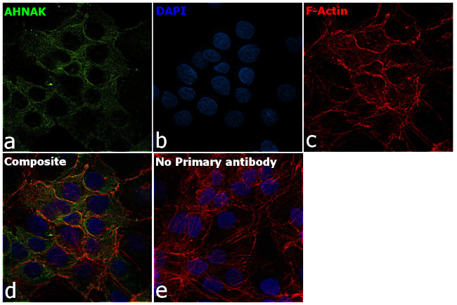 AHNAK Antibody in Immunocytochemistry (ICC/IF)