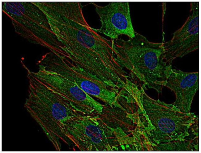 AHNAK Antibody in Immunocytochemistry (ICC/IF)