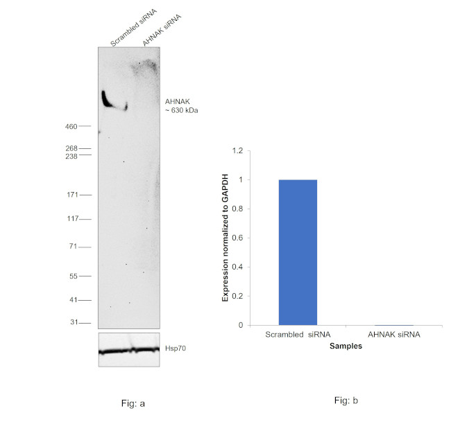 AHNAK Antibody in Western Blot (WB)