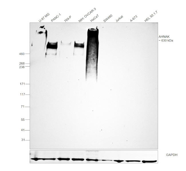 AHNAK Antibody in Western Blot (WB)