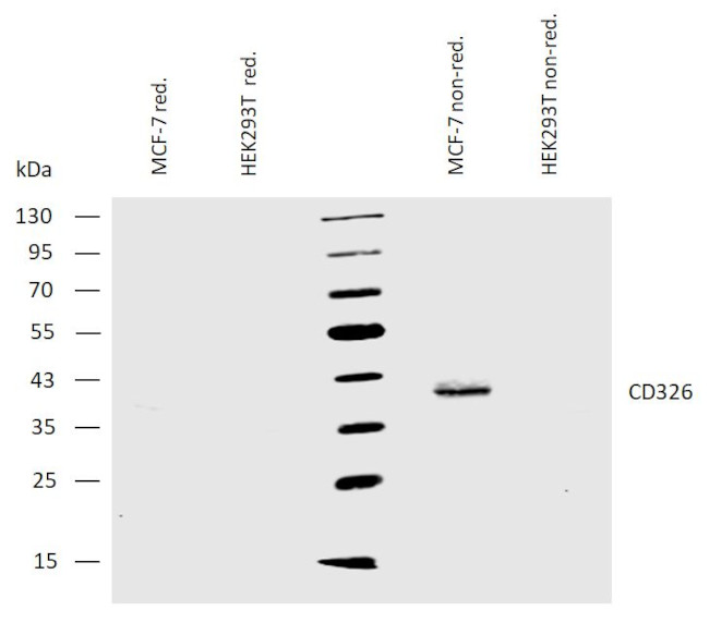 EpCAM Antibody in Western Blot (WB)