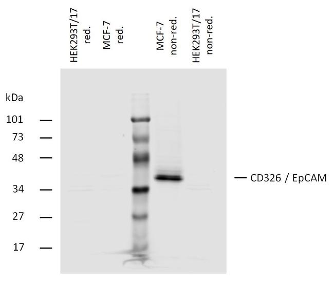 EpCAM Antibody in Western Blot (WB)