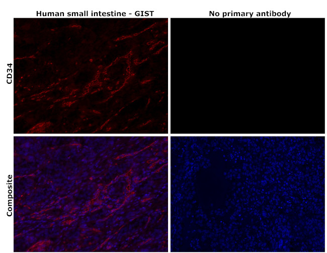 CD34 Antibody in Immunohistochemistry (Paraffin) (IHC (P))