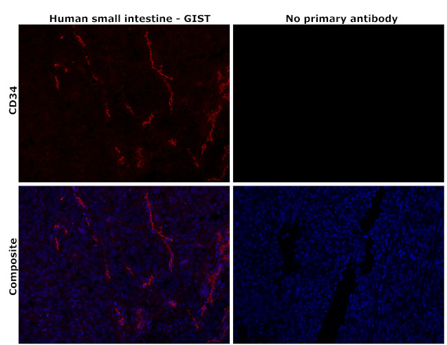 CD34 Antibody in Immunohistochemistry (Paraffin) (IHC (P))