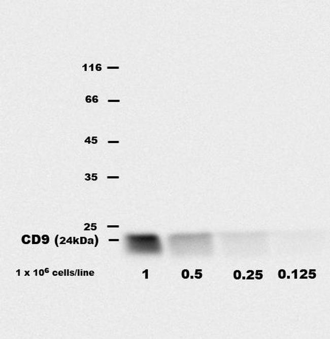 CD9 Antibody in Western Blot (WB)