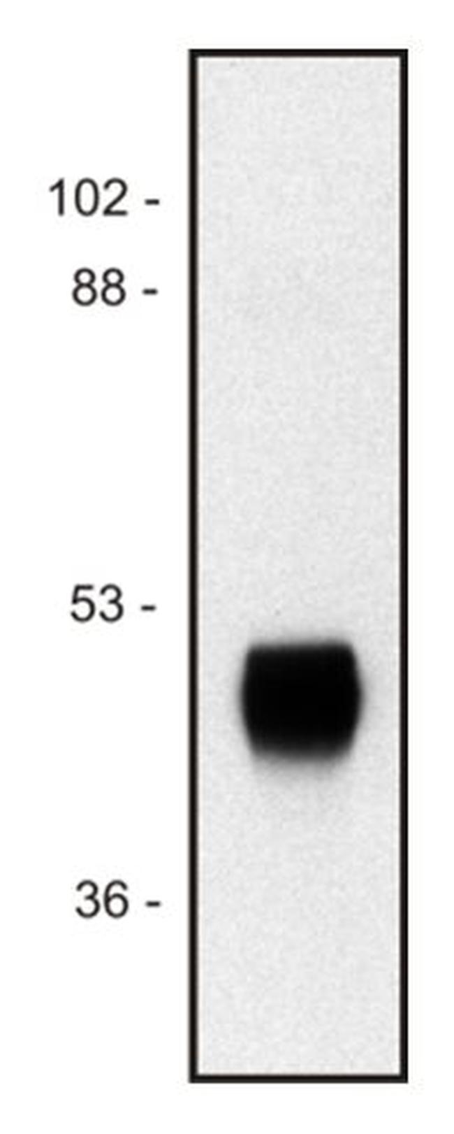 HRP Antibody in Western Blot (WB)