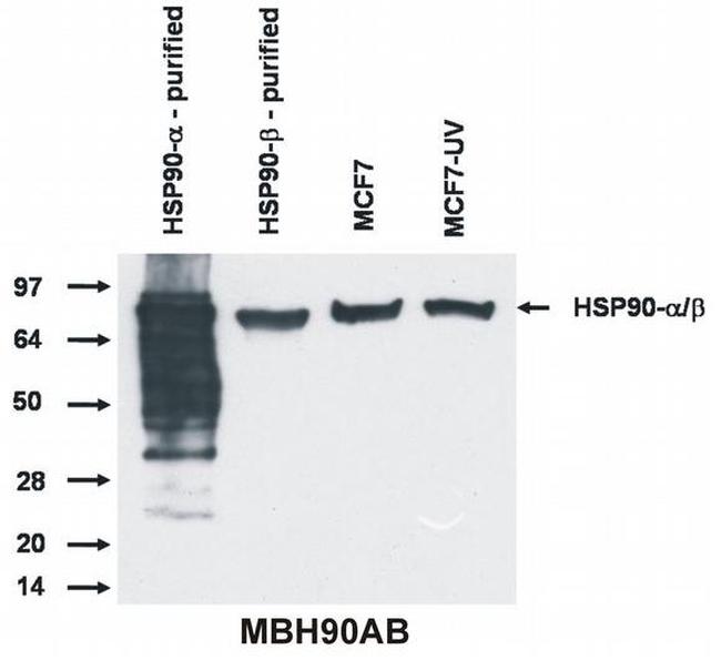 HSP90 Antibody in Western Blot (WB)