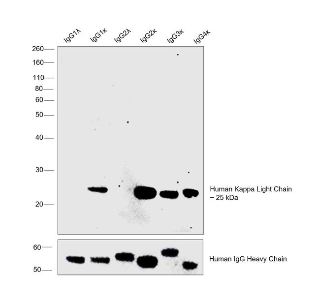 Human Kappa Light Chain Secondary Antibody in Western Blot (WB)