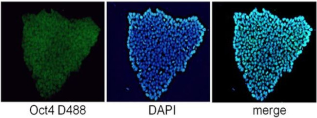 OCT4 Antibody in Immunocytochemistry (ICC/IF)